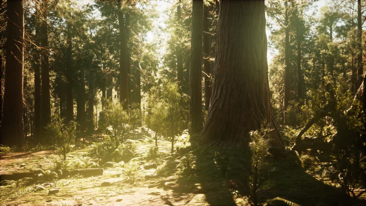 hiperlapso en el bosque de secuoyas desde el amanecer