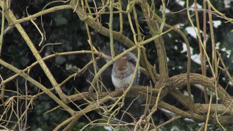 squirrel sitting on branch eating nut in the snow