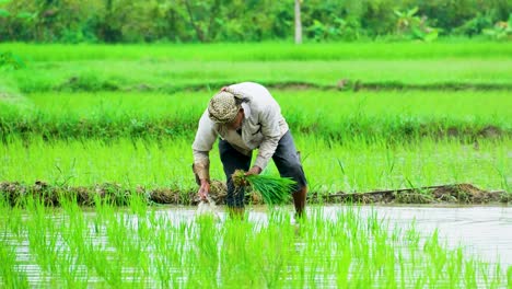 Agricultor-Plantando-Plántulas-De-Arroz-En-Arrozales.