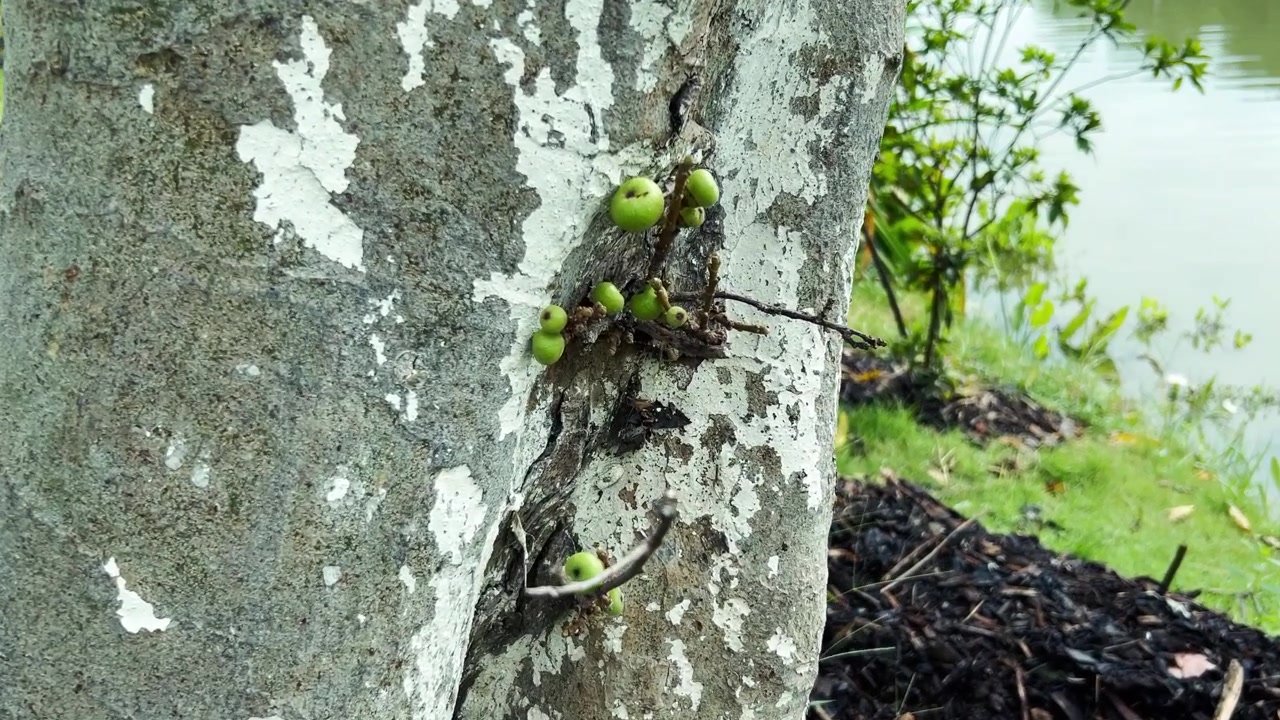 Piccoli fichi verdi che crescono su un tronco d'albero vicino a uno stagno