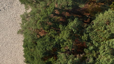 top view of the sand drifts and the strubben woods on soester duinen in utrecht, netherlands