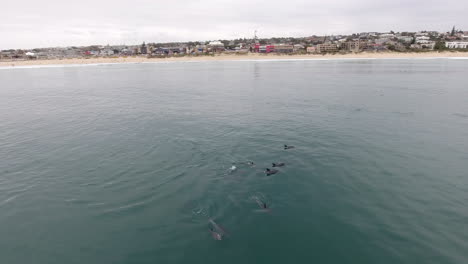 Luftaufnahme-Einer-Delfinschule,-Die-Entlang-Der-Küste-Südafrikas-Schwimmt