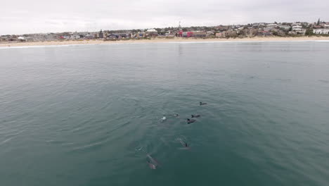 aerial of school of dolphins swimming along coast of south africa