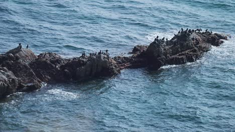 a flock of black birds is perched on the rocky outcrop surrounded by waves