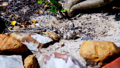 Two-camouflaged-speckled-eggs-of-Cape-thick-knee-in-open-sandy-nest,-tilt-down