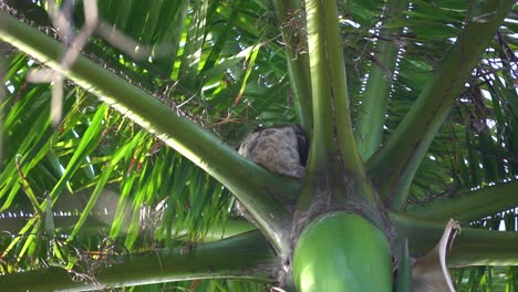 un pequeño perezoso escondido entre las hojas de una palmera, parque centenario, colombia