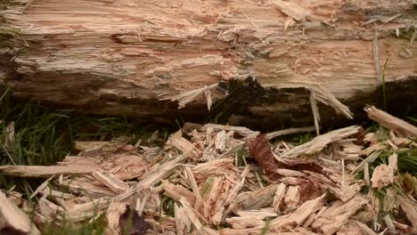 felled tree bark chippings