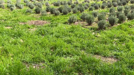 we see a ground with green herbs and raising the camera there is an area of lavender cultivation followed by fruit trees pear trees in flower behind paths hedges and trees the jardin del principe