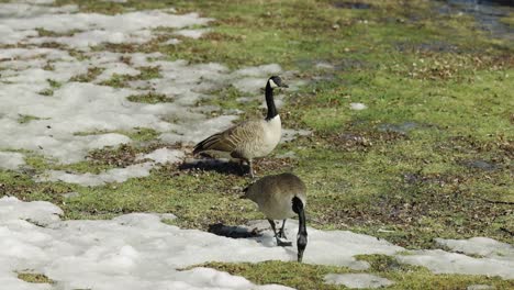 two canadian geese walking across the half snow covered green grass beside the waters edge on a spring day in gatineau, quebec