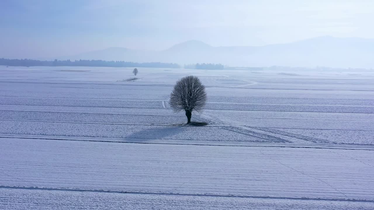 은 아침에 차가운  눈으로 인 겨울 풍경의 에서 고립 된 나무 실루을 둘러싼 드론 원과 함께 공중 전망