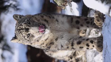 closeup slow motion vertical video of a snow leopard shaking its head, staring at the camera, and then looking off into the distance