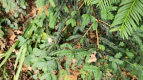 Short-footage-close-up-of-pine-tree-in-a-UK-forest