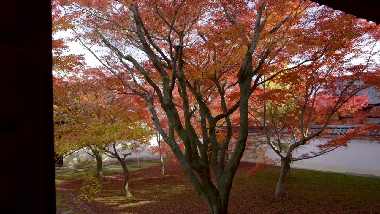 Perfect scenery at Japanese temple grounds with bright red maple trees in fall