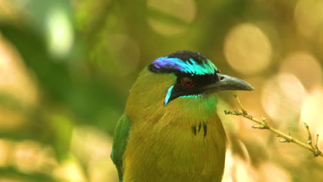 Colorful-bird-motmot-bright-head-close-in-a-small-forest-near-San-Jose-in-Costa-Rica,-Caribbean