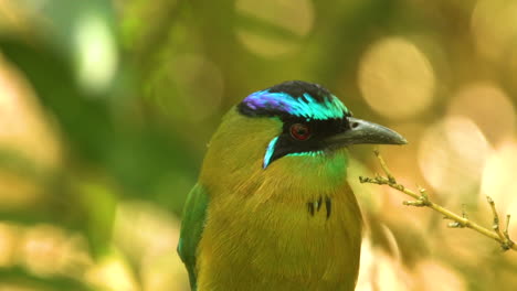 colorful bird motmot bright head close in a small forest near san jose in costa rica, caribbean