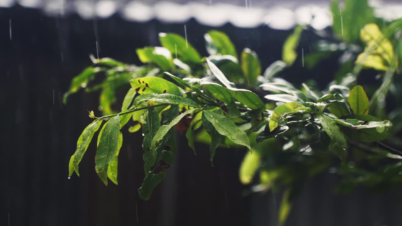 Lush green leaves glisten under a torrential tropical rain. Water cascades, creating a serene, vibrant scene. Perfect for nature, relaxation, or tropical-themed projects