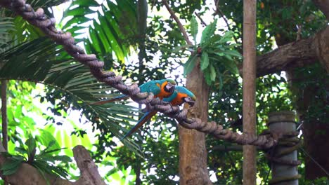 dos guacamayos azules y amarillos, ara ararauna encaramado en la cuerda, preguntándose por su entorno, especies de aves exóticas