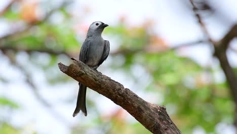 el drongo ceniciento es un migrante regular asustadizo a tailandia en el que le gusta posarse en lo alto de las ramas, que pueden estar lejos del alcance de humanos o animales, fácil de despegar y capturar insectos