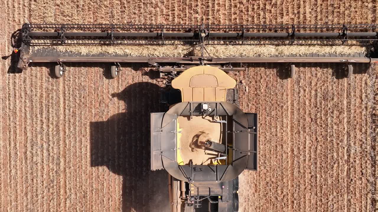 This footage captures the synergy of modern agricultural technology, showcasing the essential role of header fronts in the wheat harvesting process