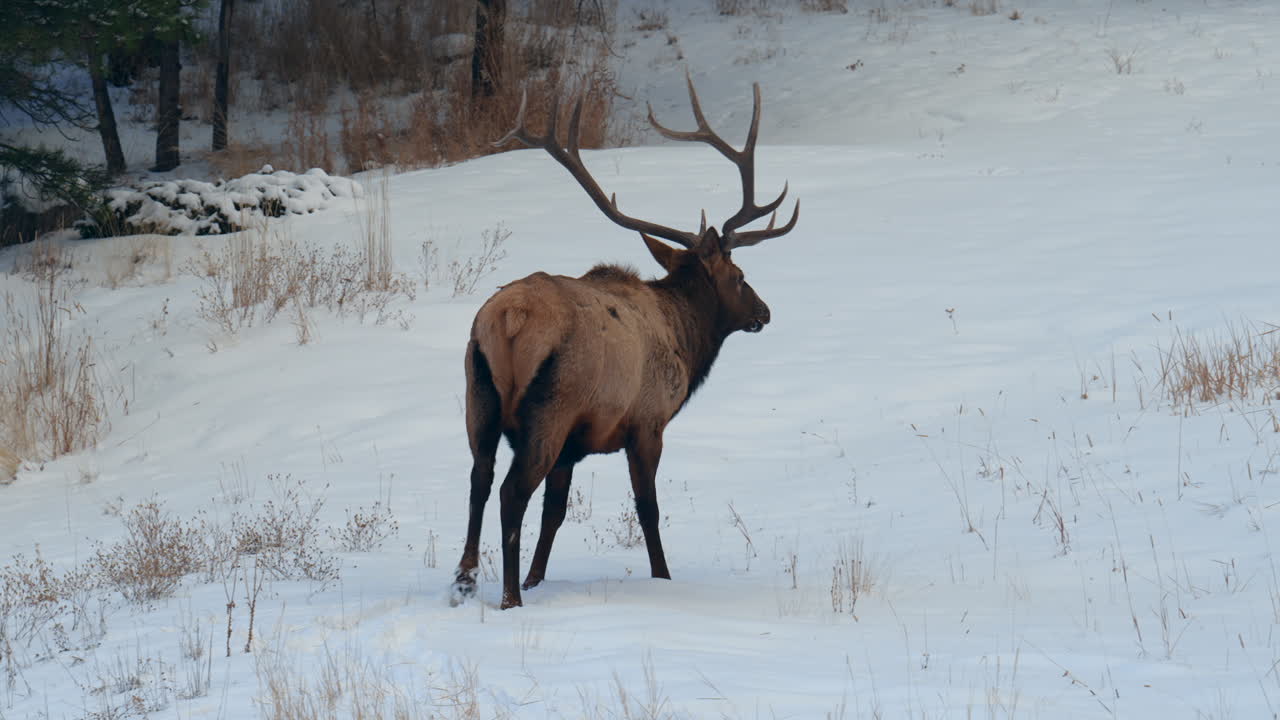 Bull Elk buck winter Colorado Yellowstone National Park Montana Wyoming Idaho wildlife animals sunset winter walking open snowy meadow herd of males deer Denver front range backcountry buck hunter pan