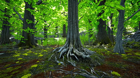 a lush forest scene with sunlight filtering through the trees