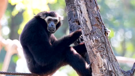 gibbon climbing a tree in a zoo