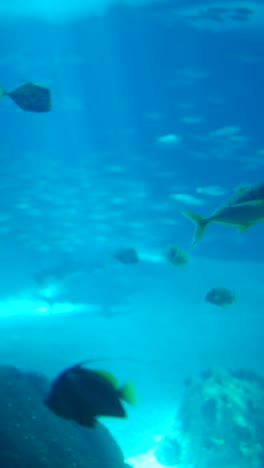 underwater marine life in a deep blue aquarium