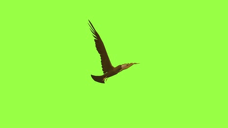 3d animation of bird is flying on the sky loop cycle animation with green background for alpha key light with 3d rendering.