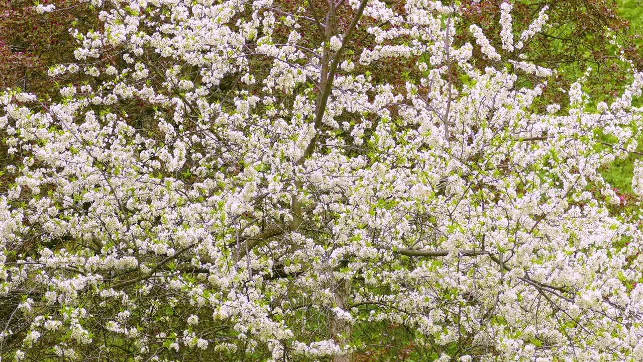 Warbler Bird Perch On White Blooming Flowering Plants. Static Shot