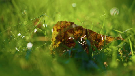 Trockenes-Blatt,-Das-Grünes-Gras-In-Der-Nähe-Liegt.-Ruhige-Landschaft,-Gefallene-Blätter-Auf-Dem-Boden.