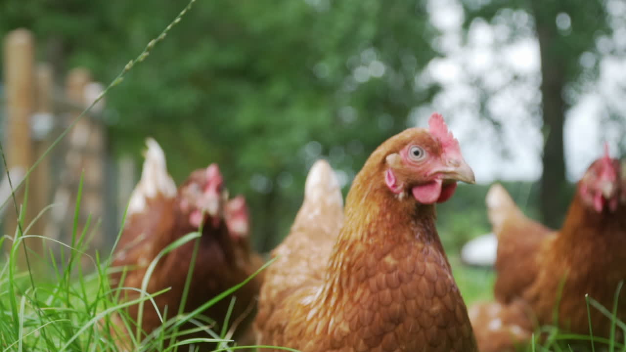 pollos criados en libertad a cámara lenta caminando hacia la cámara