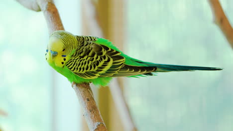 budgerigar  or common parakeet, shell parakeet or budgie