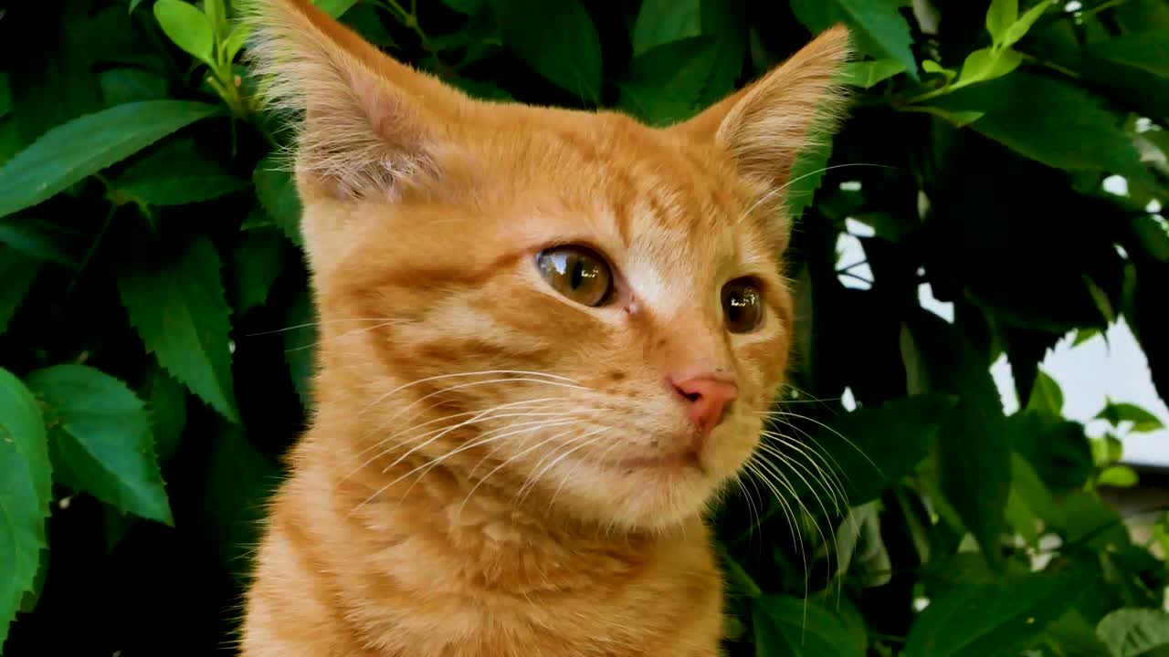 el gato tabby rojo escucha los sonidos circundantes