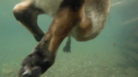 underwater footage of a swimming dog