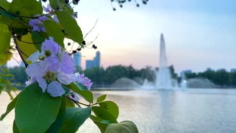 purple flowers near fountain at sunset in urban park setting