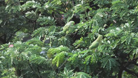 Loros-Que-Vienen-En-El-Primer-Plano-Del-árbol