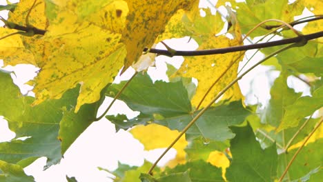 Autumn-mood,-green-and-yellow-maple-leaves