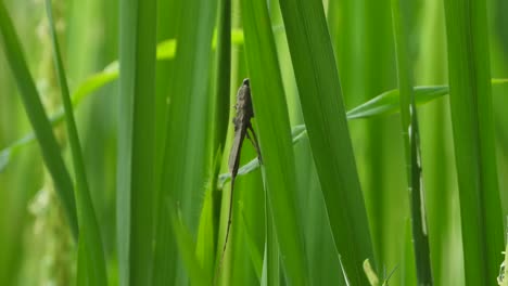 escorpio de agua en el césped de arroz