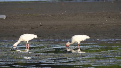 Ibis-Blanco,-Eudocimus-Albus,-Pareja-De-Ibis-Alimentándose-En-Posiciones-Simétricas-En-El-Lodo-De-La-Laguna,-La-Mancha,-Veracruz,-México