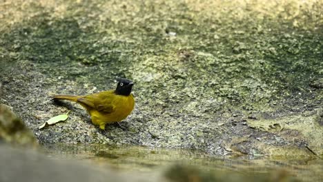 black-crested bulbul, rubigula flaviventris