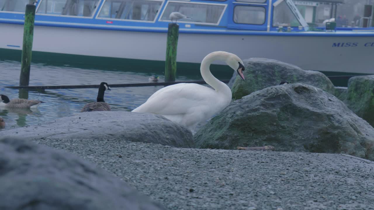 gansos y patos en la orilla del lago windermere en el distrito de los lagos ingleses, inglaterra