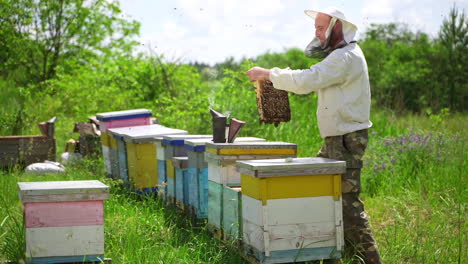 apiarist among beehives. professional beekeeper looking on bees in apiary on beautiful nature background in summer. beekeeping concept.
