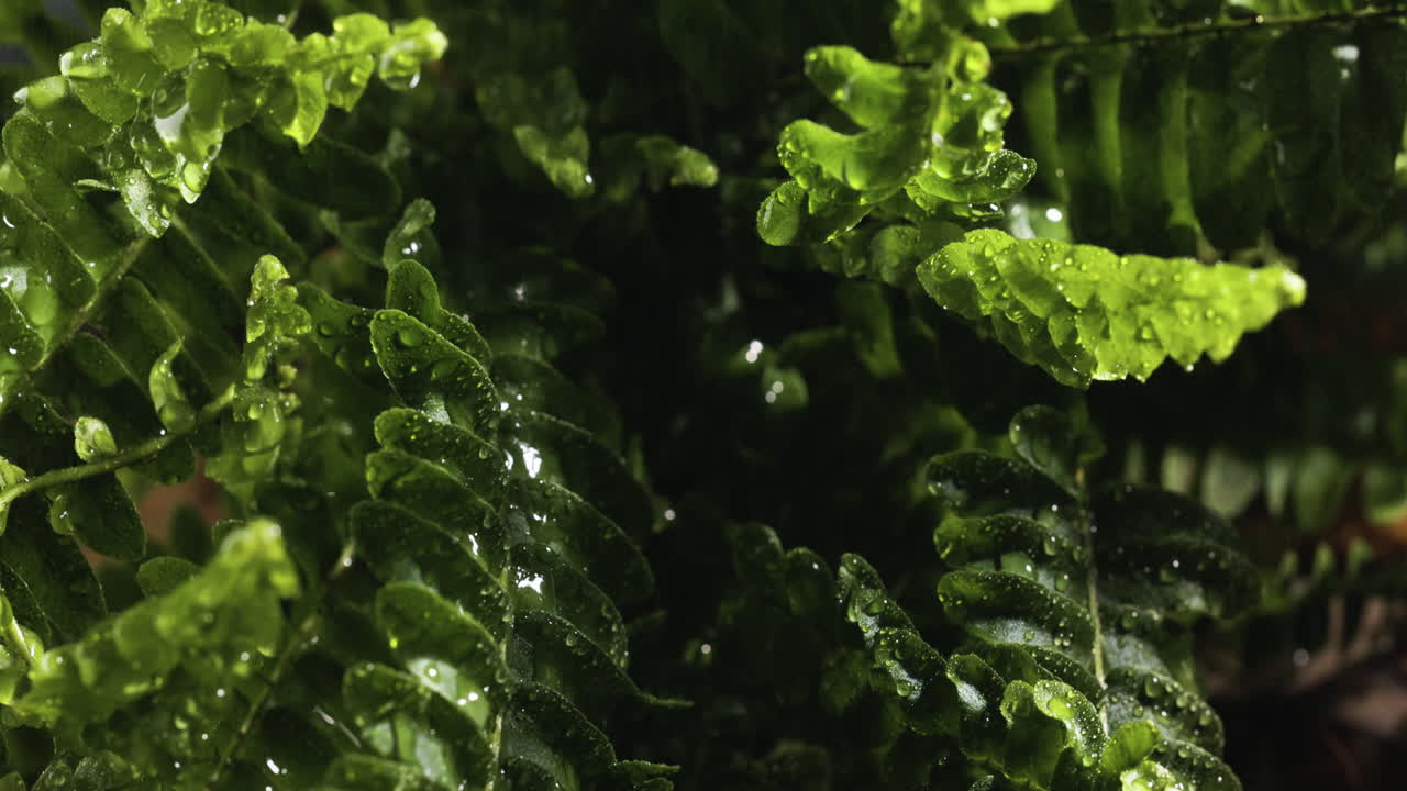 листья на берегу реки