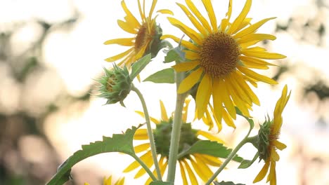 campo de girasol
