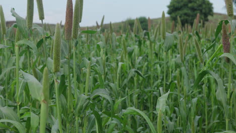 Perlhirsefeld-Schwankt-Im-Wind-An-Einem-Frühen-Monsunmorgen-In-Der-Indischen-Landschaft