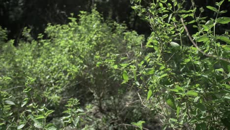 Große-Oregano-Plantage-In-Einem-Garten---Zeitlupe