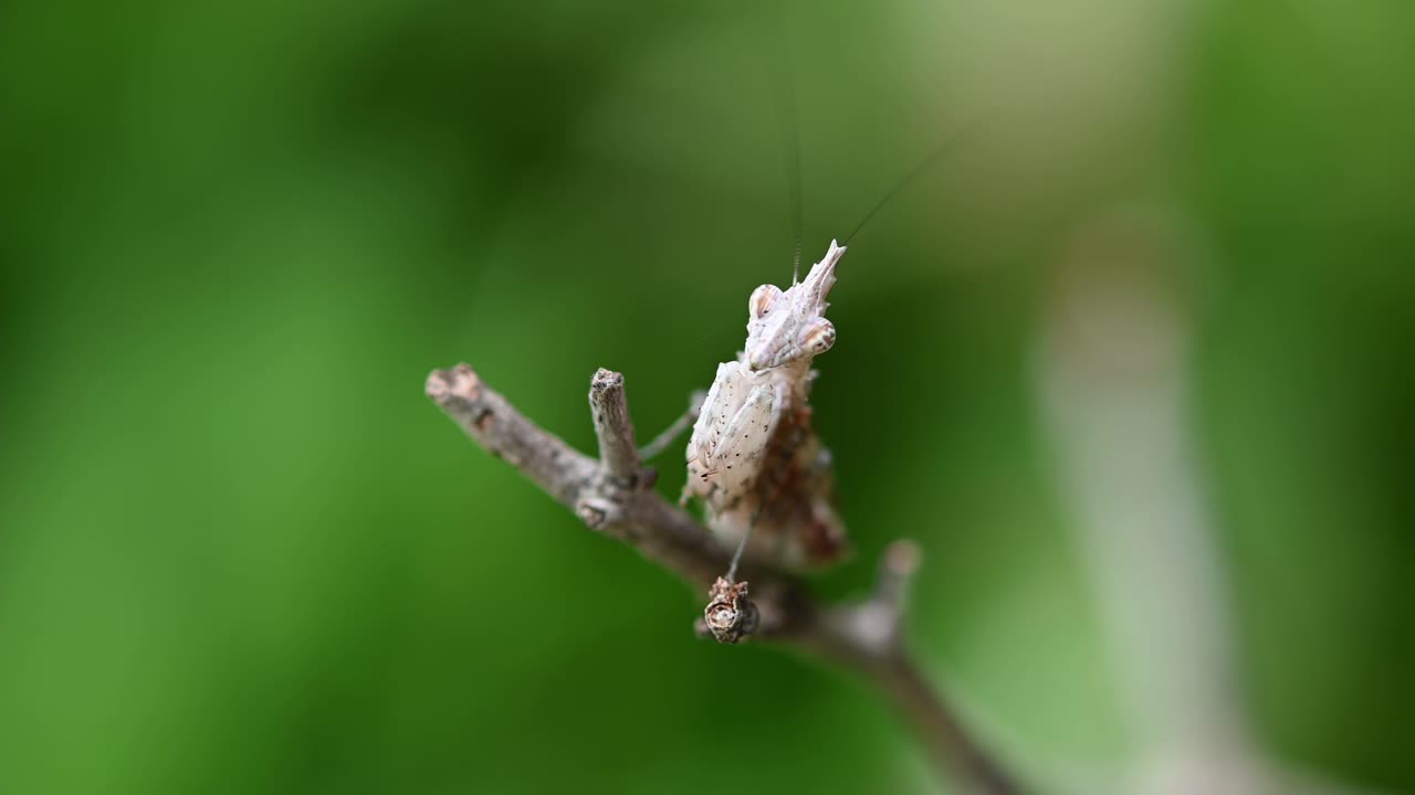 на самом кончике ветки, глядя в камеру и вибрируя антеннами, богомол, ceratomantis saussurii