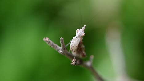 seen on the tip most of the twig looking at the camera while vibrating its antennae, praying mantis, ceratomantis saussurii