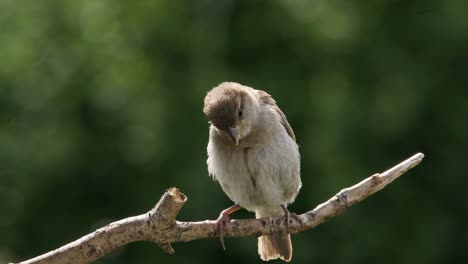 Weiblicher-Haussperling-Thront-Auf-Einem-Ast