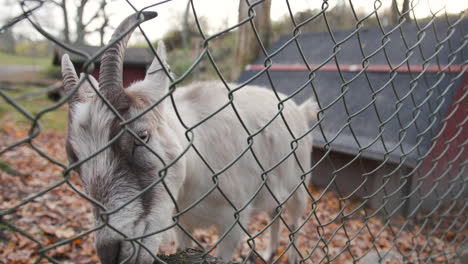 Big-White-Goat-with-horns-eating-fallen-autumn-leaves-behind-a-metal-fence,-in-slow-motion